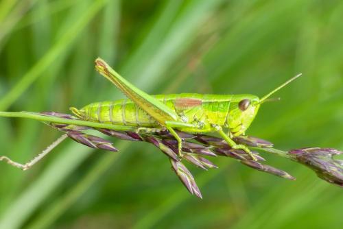 Réf. 287 082 : Euthystira brachyptera